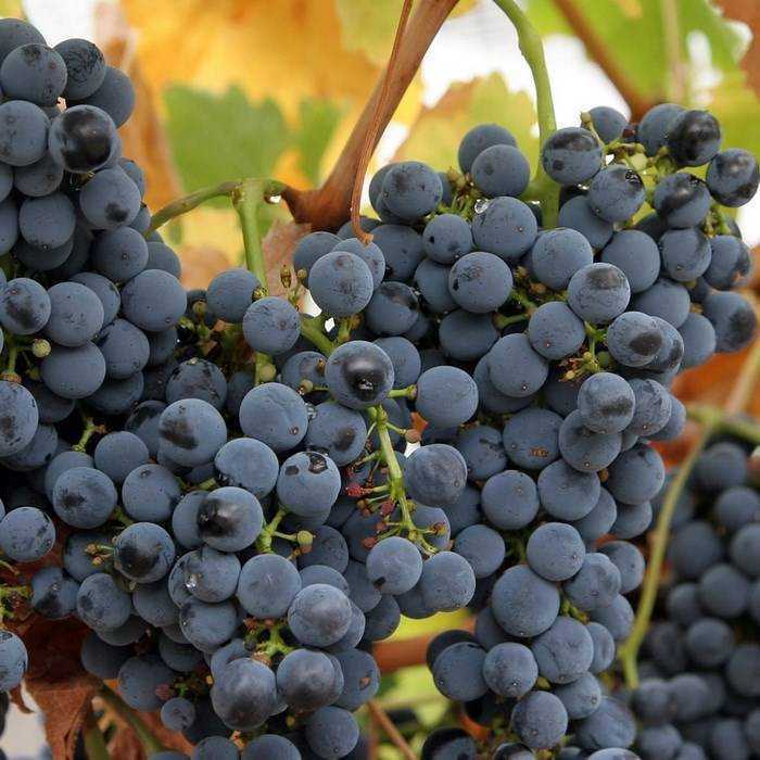 Ранние сорта винограда: с описанием и фото сортов