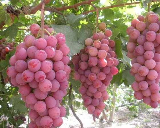 Виноград "гелиос": описание сорта, фото, отзывы