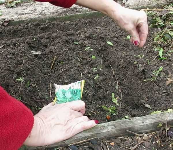 Кинза: выращивание дома и в саду