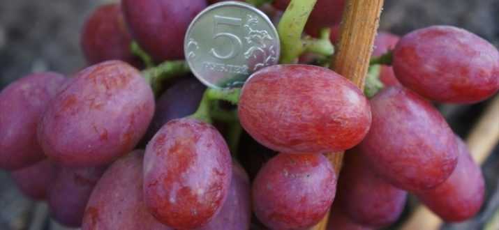 Виноград высокорослый ливия. внешние признаки, плюсы и минусы, принципы размножения