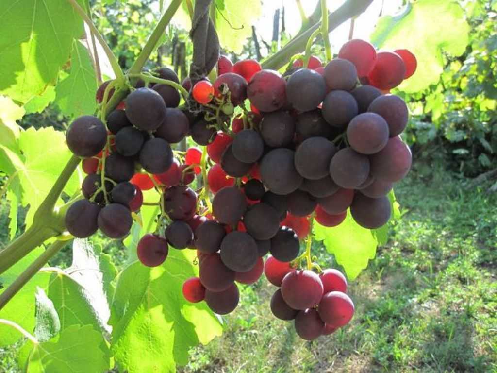 Виноград магарача: описание сорта с характеристикой и отзывами, особенности посадки и выращивания, фото