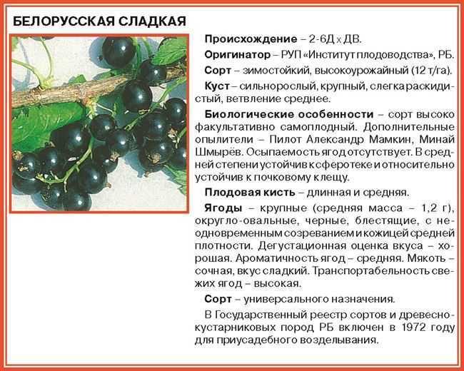 Смородина белорусская сладкая: описание, отзывы, выращивание