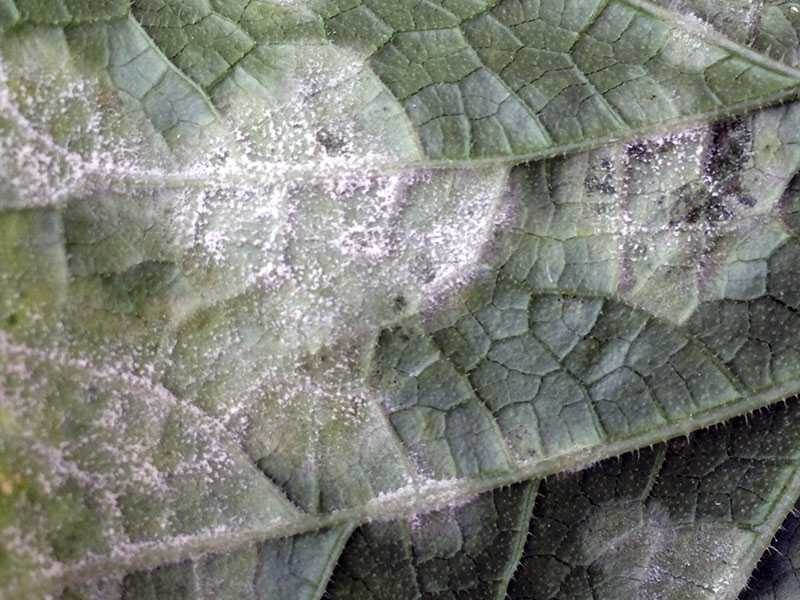 Обработка крыжовника: чем можно опрыскать растение от болезней и вредителей