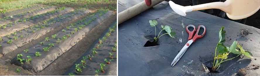 Выращивание клубники под агроволокном