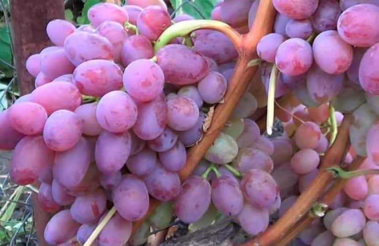 Виноград гелиос: описание, посадка, выращивание, отзывы