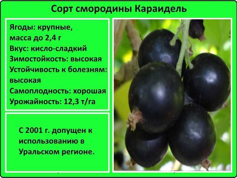 Черная смородина белорусская сладкая: описание сорта, правила посадки и ухода