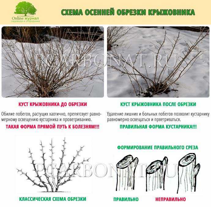 ᐉ как обрезать жимолость осенью схема - godacha.ru