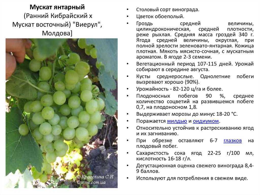 Сорт винограда «дашенька», описание с фото и видео
