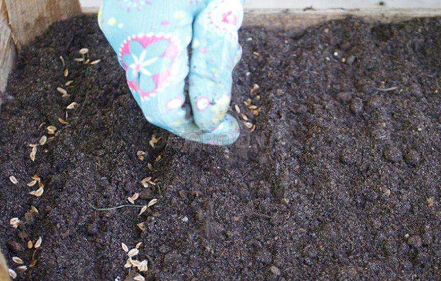Как посадить черемшу на даче весной - секреты садоводов