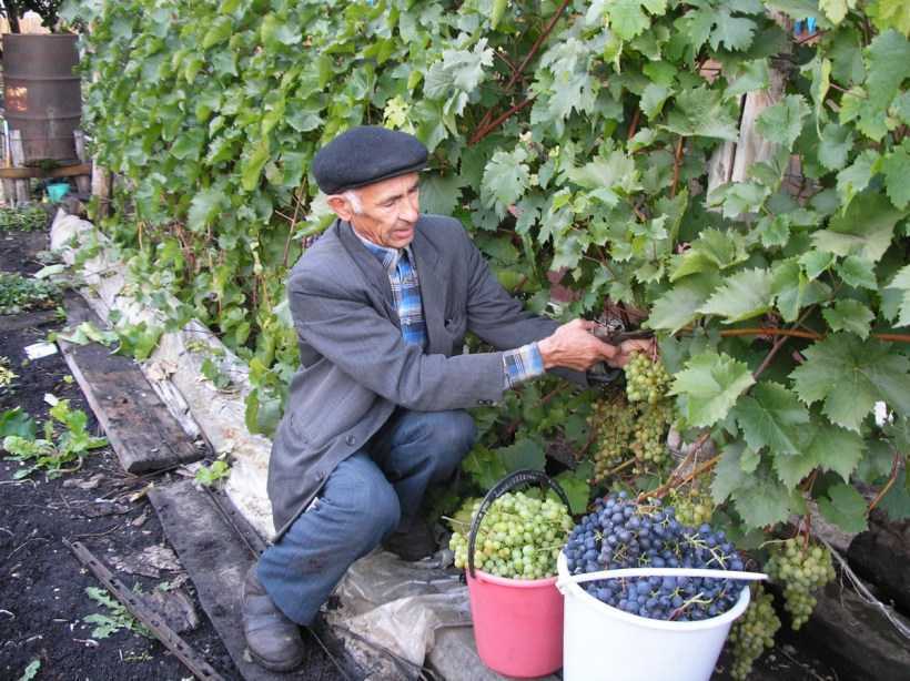 Виноград гарольд  — достойный гибрид