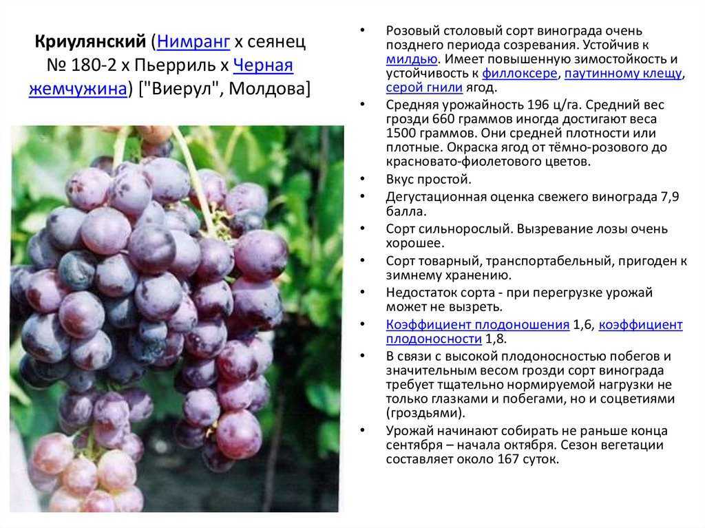 Сорт винограда ркацители: описание, требования к обрезке и сбору урожая