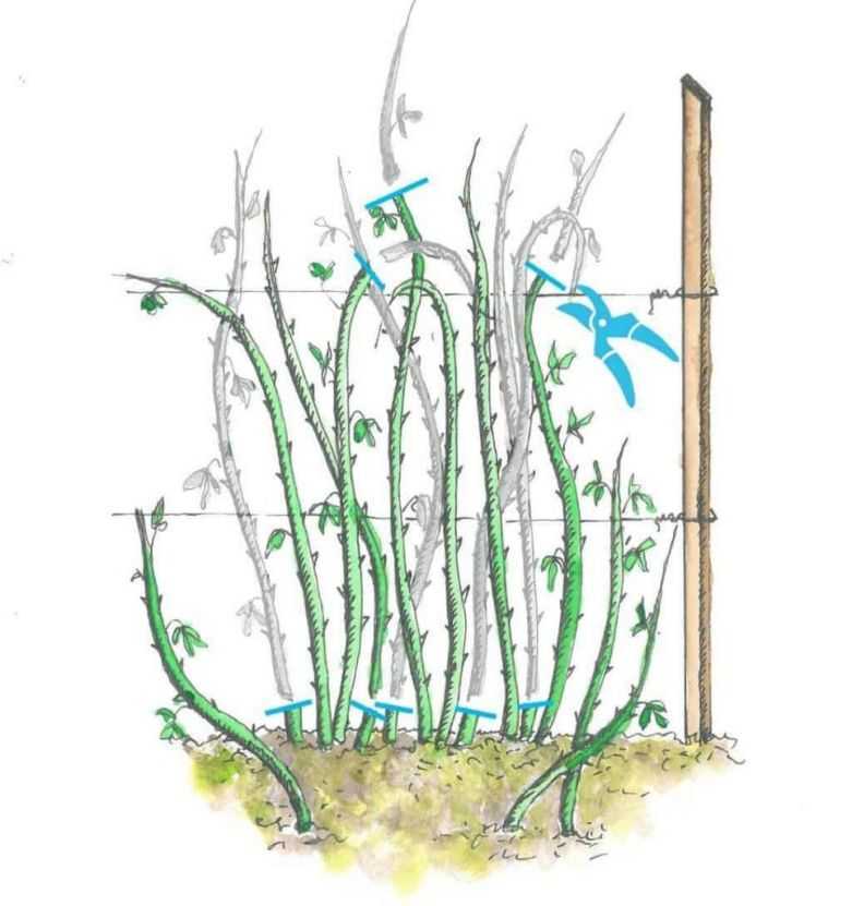 Обрезка малины осенью: советы для начинающих садоводов по подрезке многокостянки в картинках, на какую высоту обрезать кусты, чтобы был хороший урожай