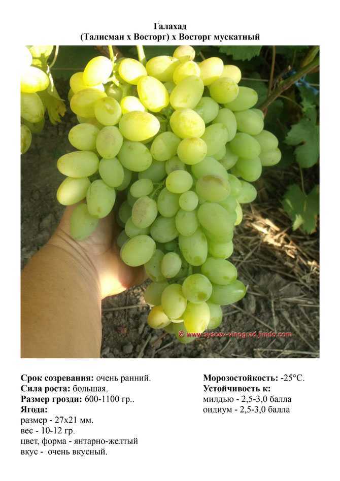 Описание сорта винограда галахад