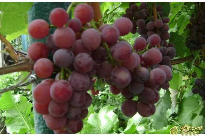 Виноград виктор: характеристика и описание сорта