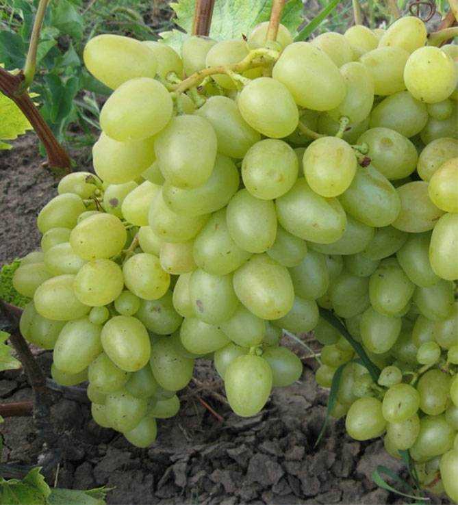 Виноград ванюша: описание сорта, фото, отзывы