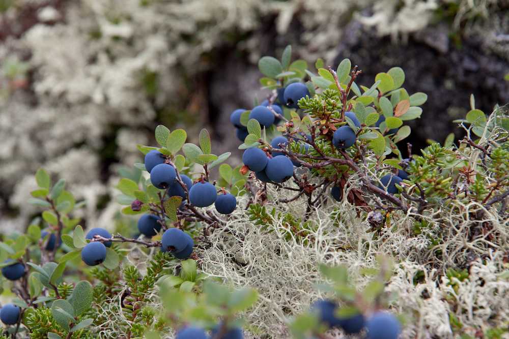 Голубика: посадка и уход в подмосковье, размножение ягоды
