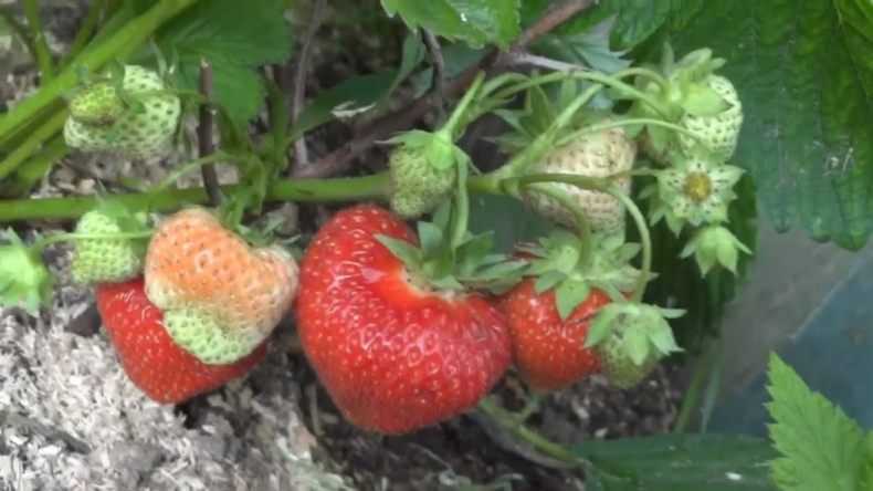 Клубника элан f1 - ягоды | описание, советы, отзывы, фото и видео