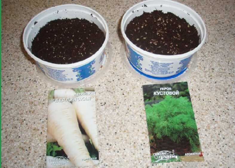 Как вырастить укроп из семян