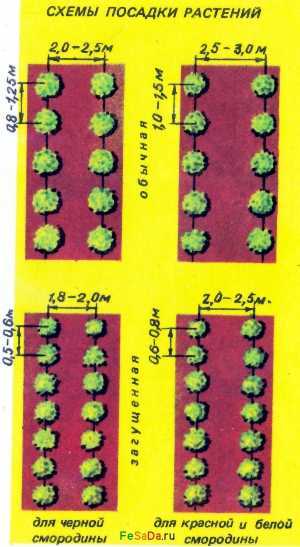 Посадка клубники осенью в открытый грунт на агроволокно: пошаговая инструкция, схема, видео