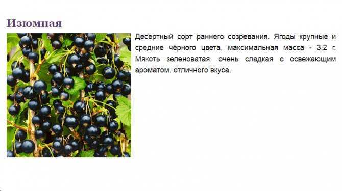 Черная смородина "белорусская сладкая": описание сорта, уход, приминение и фото