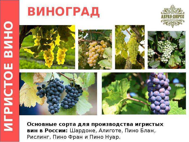 «красотка» —  столовый сорт винограда
