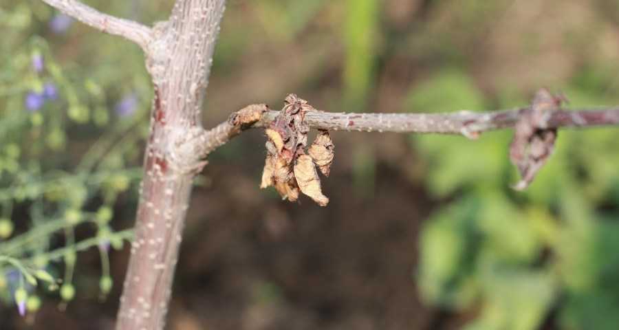 У вишни сохнут или ржавеют листья — диагностика и лечение заболеваний