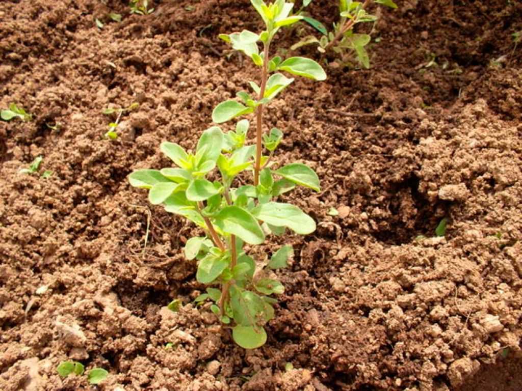 Посадка душицы (орегано) на рассаду и в открытый грунт: выращивание и уход