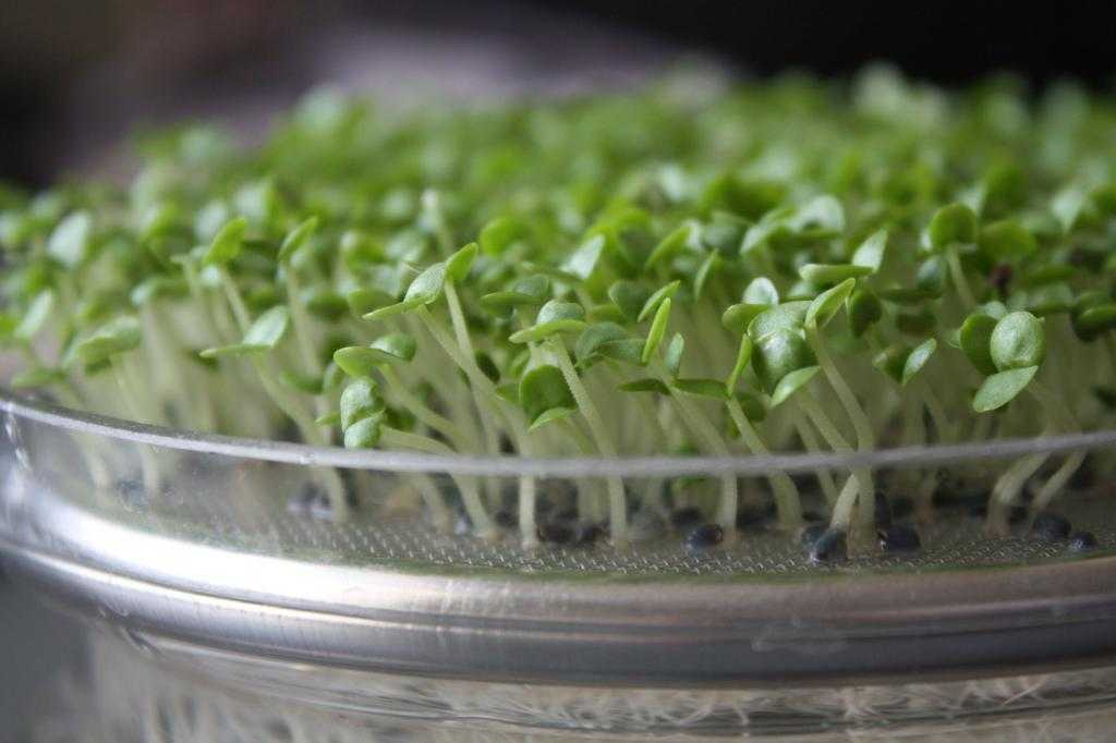 Кресс-салат: выращивание на подоконнике, посадка и уход в открытом грунте