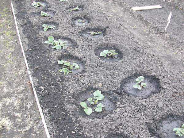 Как пересадить клубнику на новое место осенью: подготовка почвы и правила