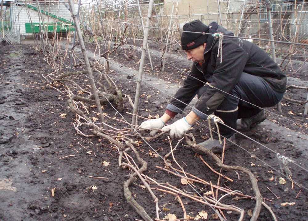 Укрытие винограда на зиму
