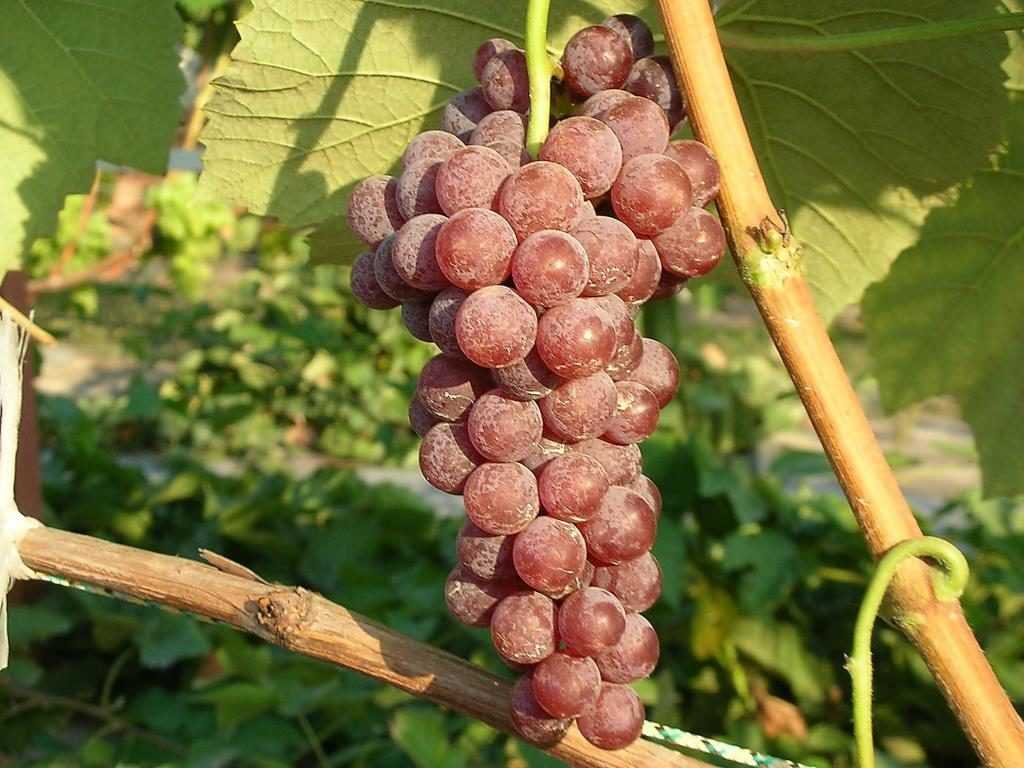 Неукрывные сорта винограда для подмосковья. описание, особенности