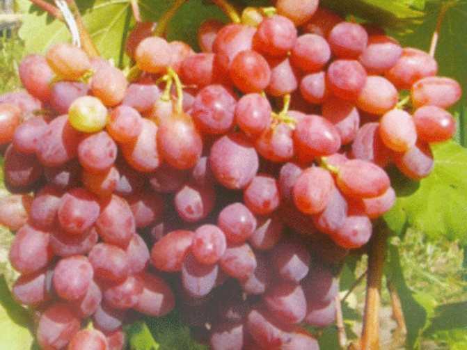 Описание винограда сорта гелиос, правила выращивания и ухода