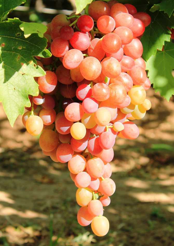 Виноград Ливия: описание сорта, фото, отзывы виноградарей. Достоинства и недостатки сорта, особенности посадки и ухода за культурой.