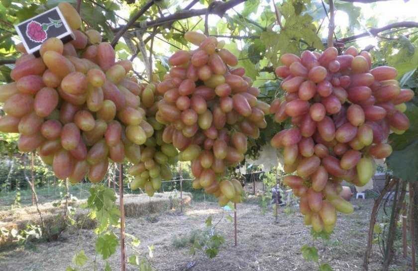 Сорт винограда юбилей новочеркасска: описание сорта, характеристика, посадка, уход