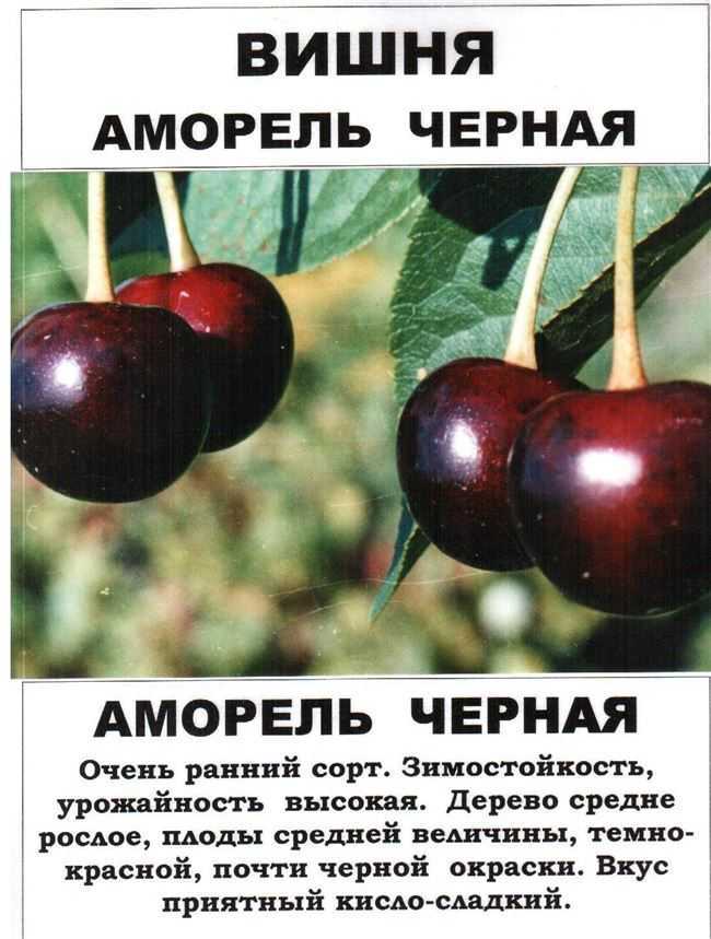 Описание и характеристики вишни сорта щедрая, достоинства и особенности выращивания