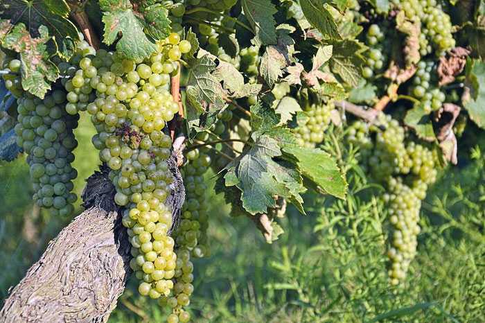 Внушительный и крупный, вкусный и красивый —  сорт винограда «атаман»