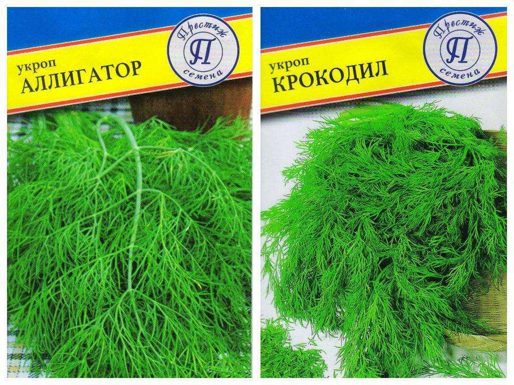 Укроп геркулес: характеристика и описание сорта, выращивание