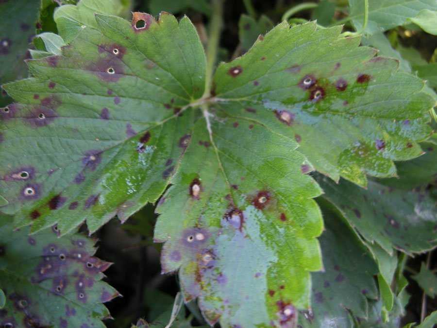 Почему сохнут листья у клубники и как с этим бороться