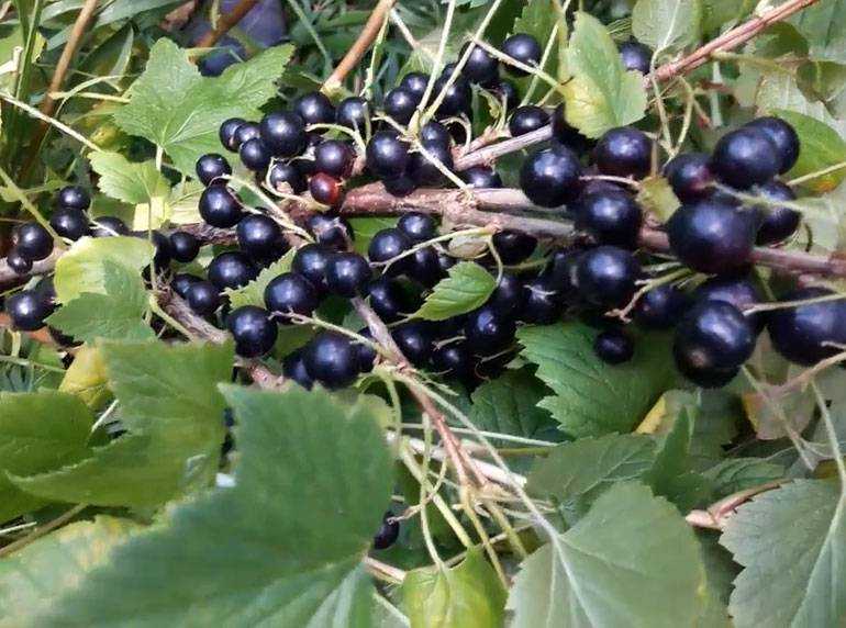 Смородина пигмей: описание сорта черной смородины, выращивание - посадка и уход
