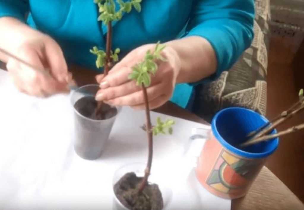 Выращивание жимолости 10 советов по посадке и уходу | сайт о саде, даче и комнатных растениях.