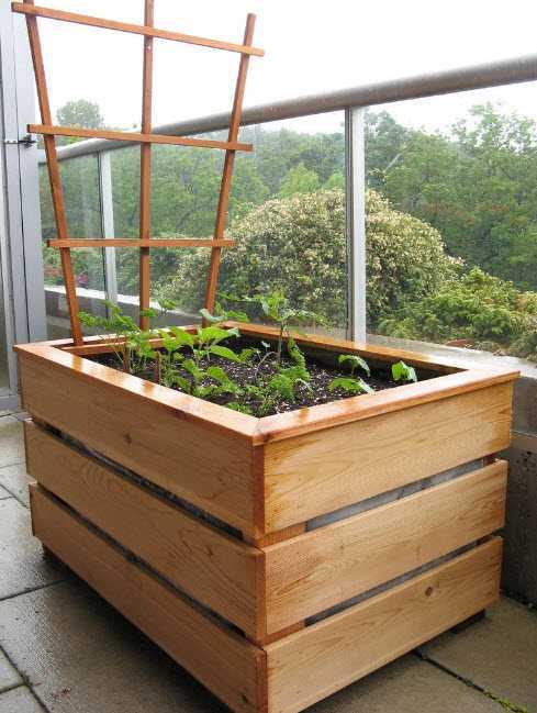 Клубника на балконе: технология выращивания и лучшие сорта