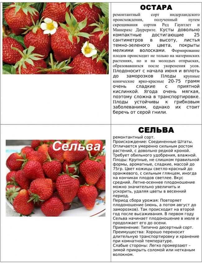 Лучшие сорта клубники для выращивания в средней полосы россии с описанием, характеристикой и отзывами