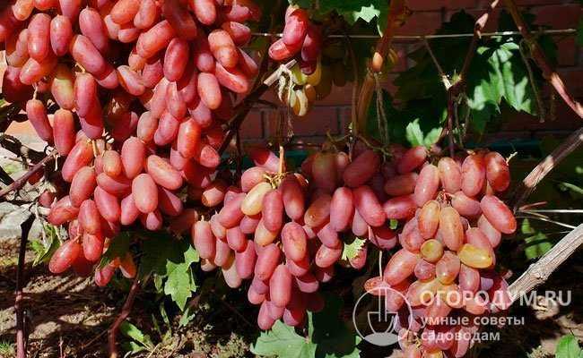 Виноград сорта юлиан - сорта винограда, столовые | описание, советы, отзывы, фото и видео