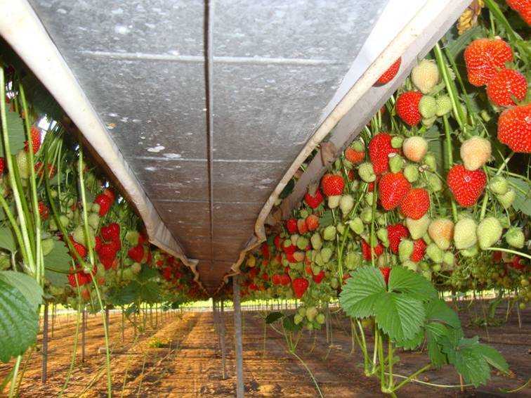 Выращивание клубники в открытом грунте или как получить большие сладкие ягоды?