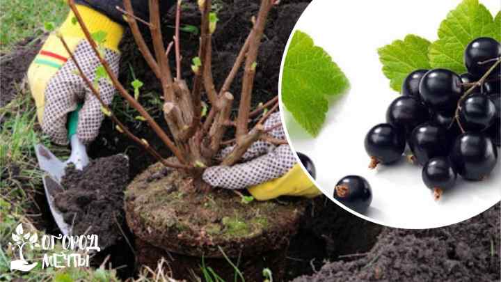 Смородина экзотика: описание и характеристики сорта, уход и выращивание