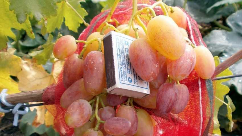 Виноград сорта юлиан – самый ранний урожай