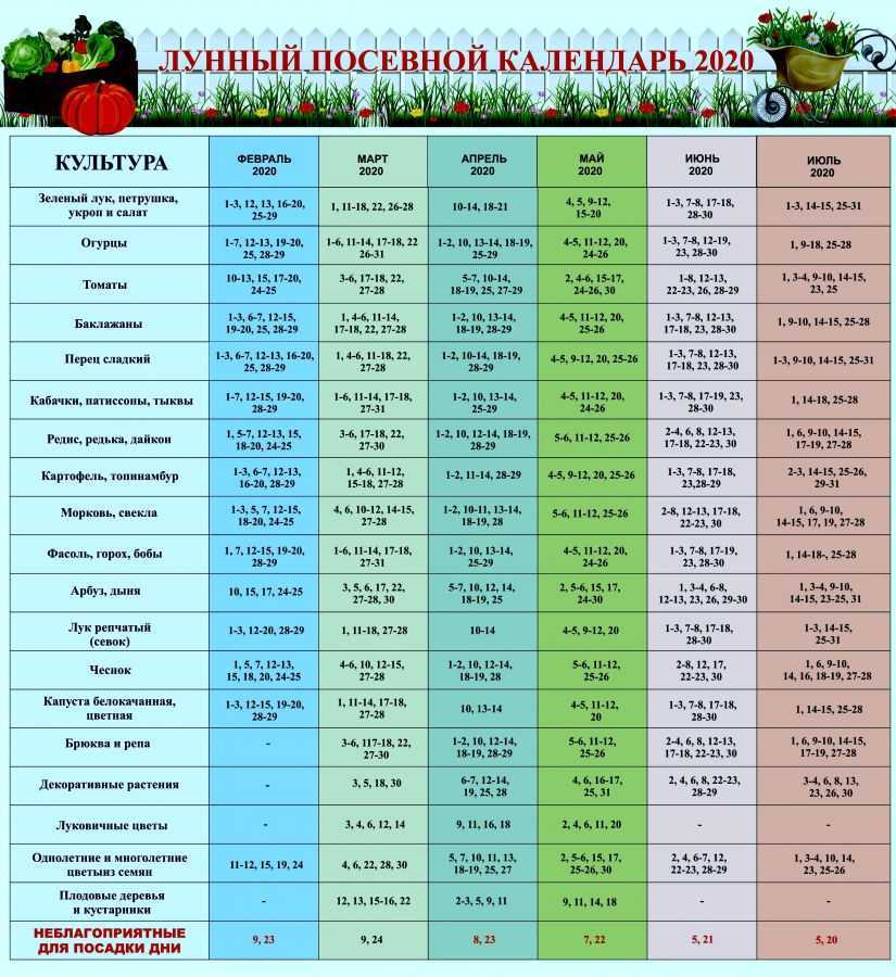 Лунный календарь посадки комнатных растений в феврале 2020 года: благоприятные дни - сад и огород