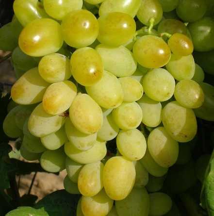 Селекционный виноград галахад — новый, перспективный, высокоурожайный сорт.