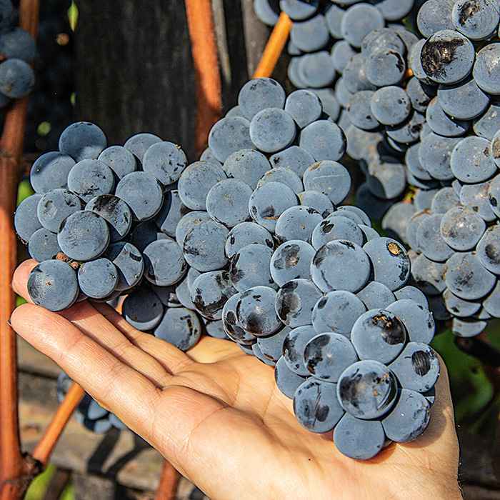 Особенности винограда «зилга»: отзывы, описание, интересные особенности и способы размножения