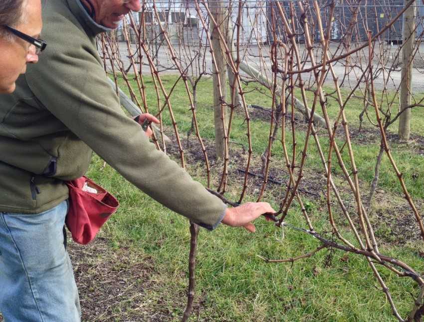 Подкормка винограда осенью удобрениями: как проводить перед обрезкой и укрытием, дозировки, основные правила